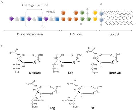 Frontiers Biological Functions Of Sialic Acid As A Component Of