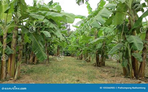 Banana Tree Plantation Farm Stock Image - Image of industry, farming: 105566905