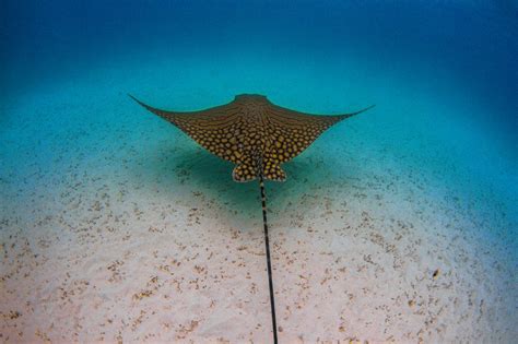 Top Scuba Diving Sites In Tonga