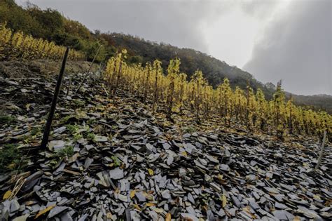 Feine Süße als Markenkern enos wein kultur