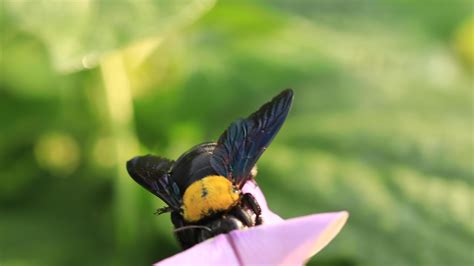 beetles help pollinate flower buds 10395071 Stock Photo at Vecteezy