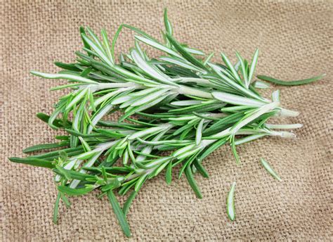 Interesting Facts About Rosemary Factsmosaic World