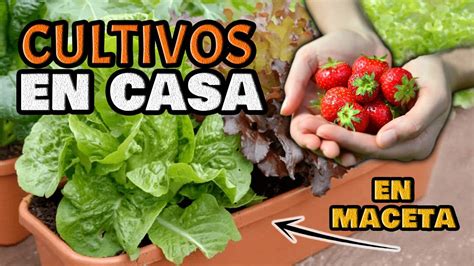 Descubre El Cultivo Más Sencillo Para Principiantes