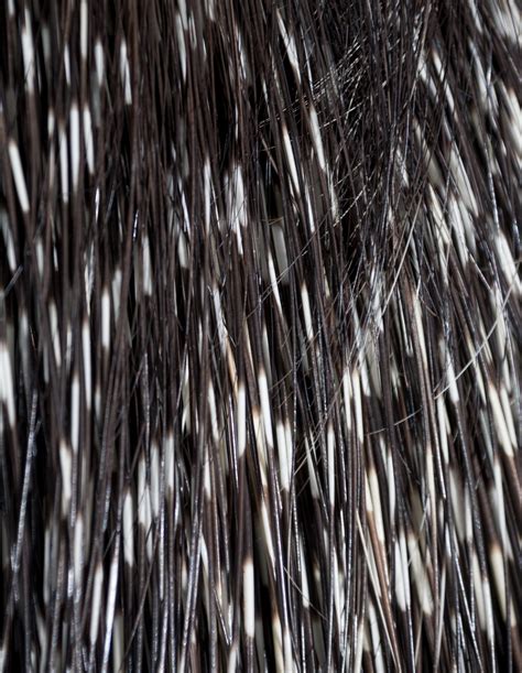 Porcupine Quills Free Stock Photo - Public Domain Pictures