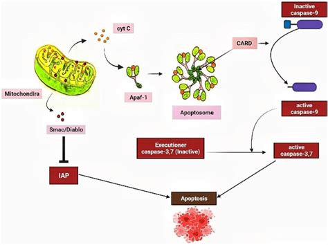 Cytochrome C Released From Mitochondria Moves To Apaf 1 And Form