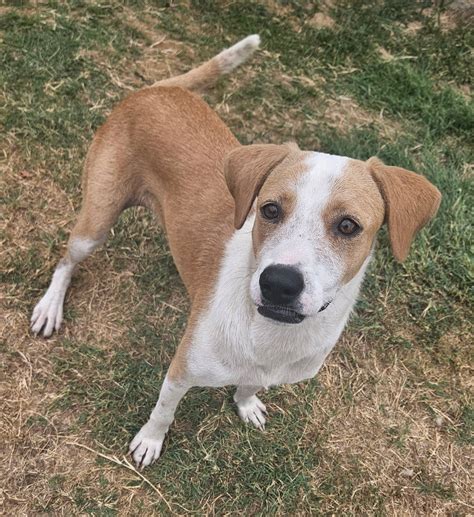 indianapolis wild animal control 6