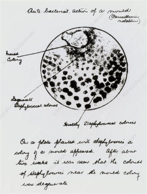 Sir Alexander Fleming Penicillin Discovery