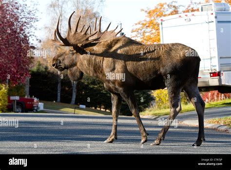 Large Bull Moose Walks Along A Residential Street Anchorage