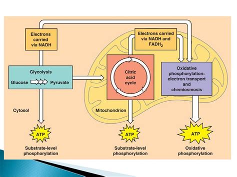 Cellular Respiration Harvesting Chemical Energy Ppt Download