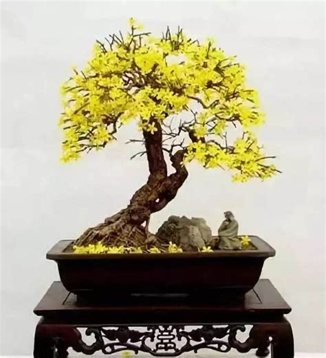 迎春花盆景的造型以及修剪注意事项 PenJing8 盆景吧