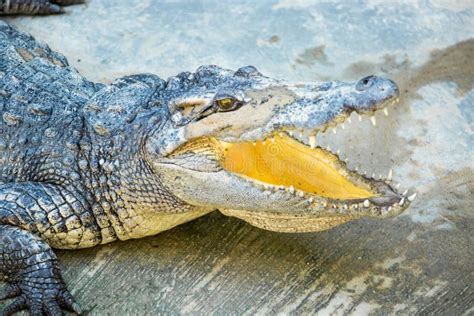 Boca Aberta Do Crocodilo Perigoso Na Explora O Agr Cola Em Phuket