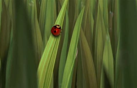 Ladybug Open Season Wiki