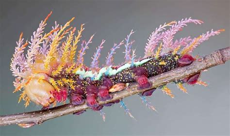 🐛This beauty is a Royal Moth Caterpillar and I really fancy it in this ...