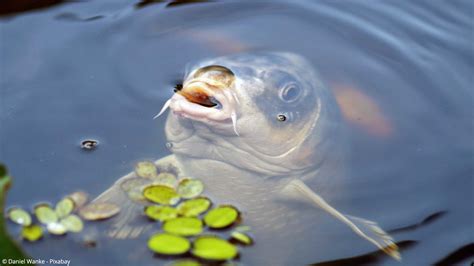 Sauerstoffmangel Im Gartenteich Erkennen Und Beheben