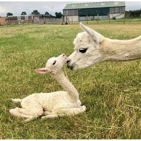 Alpaca Adoption - JandJ Alpacas