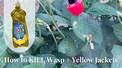 How To Kill Wasp And Yellow Jackets Naturally Using Soap And Water Youtube