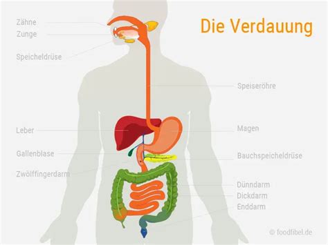 Menschlicher K Rper Organe Organe Im K Rperteile Deutsch Viel Spass