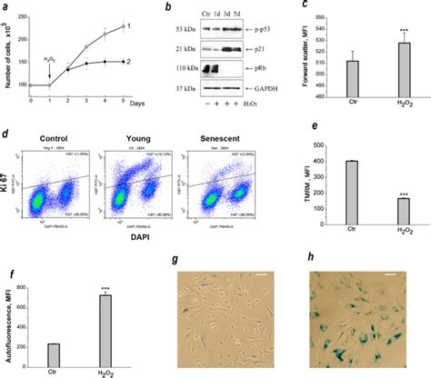 人间充质子宫内膜干 基质细胞的单价离子和应激诱导的衰老 Scientific Reports X MOL