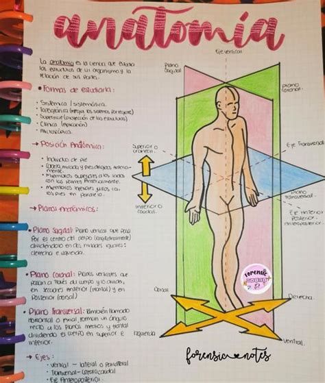 PLANOS Y EJES ANATÓMICOS Forensic notes uDocz