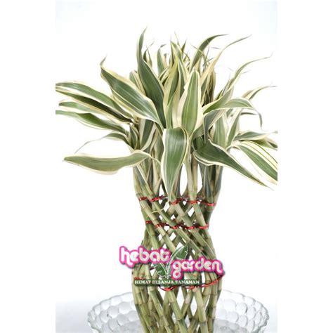 Jual Bambu Hoki Guci Variegata Lucky Bamboo Tanaman Pembawa