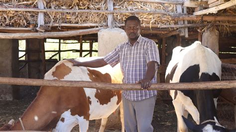 Dairy Farming In Kenya 23 Key Topics Farmers Trend