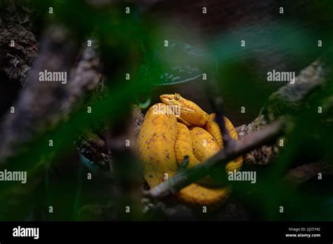 Schlange Corcovado Fotos Und Bildmaterial In Hoher Aufl Sung Alamy