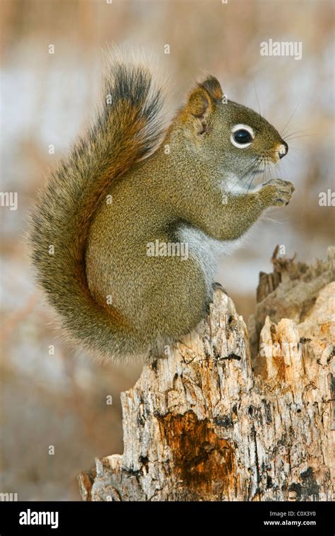 Balanced Ecosystem Hi Res Stock Photography And Images Alamy