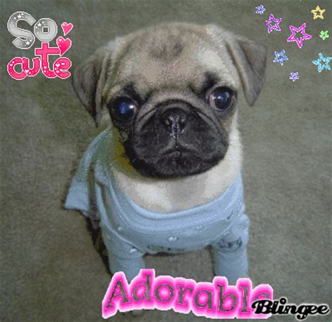 teacup pug puppy Picture #85038286 | Blingee.com