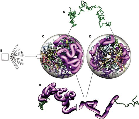 Computational Model of the Dynamic Interphase Yeast Nucleus (A) Each ...