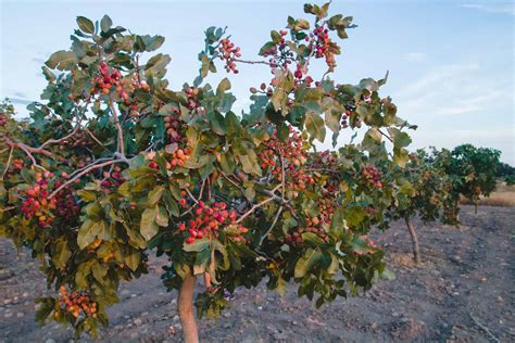 Vivaio Navarro Piras Piante Olivo Mandorlo Pistacchio Cagliari