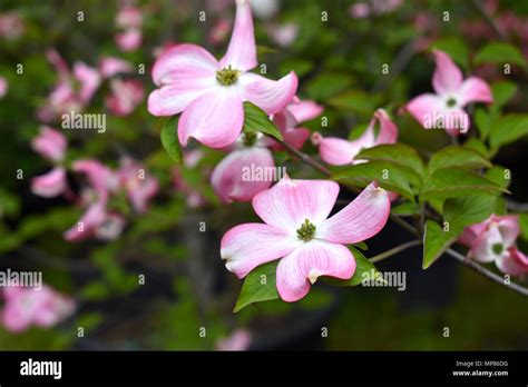 Pink Flowering Dogwood Stock Photo - Alamy