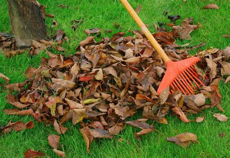 Comment Recycler Les Feuilles Mortes