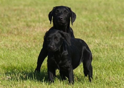 Chiots disponibles Labrador retriever lignée travail Working