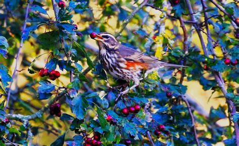 Redwing Martin Mere John Livesley Flickr