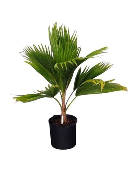 7 Stunning Indoor Palms With Big Foliage And Fronds Balcony Garden Web