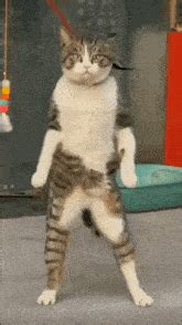 Weird Cat GIF - Weird Cat Dancing - Discover & Share GIFs