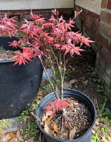 How Do You Winterize A Potted Japanese Maple Tree World Of Garden Plants