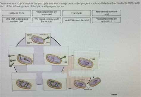 5 Stages Of Lytic Cycle