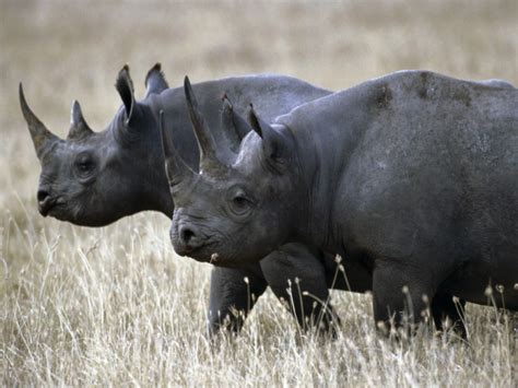 West African black rhino, nine other animals presumed extinct ...