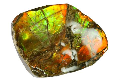 1.6" Iridescent Ammolite (Fossil Ammonite Shell) - Alberta, Canada ...