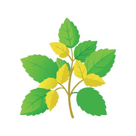 Elegant Lemon Balm Plant Art 57392266 Vector Art at Vecteezy