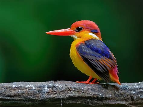 Black Backed Dwarf Kingfisher Ceyx Erithaca Birds Of The World