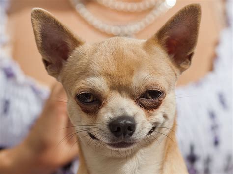 Extremely Smug Chihuahua : photoshopbattles