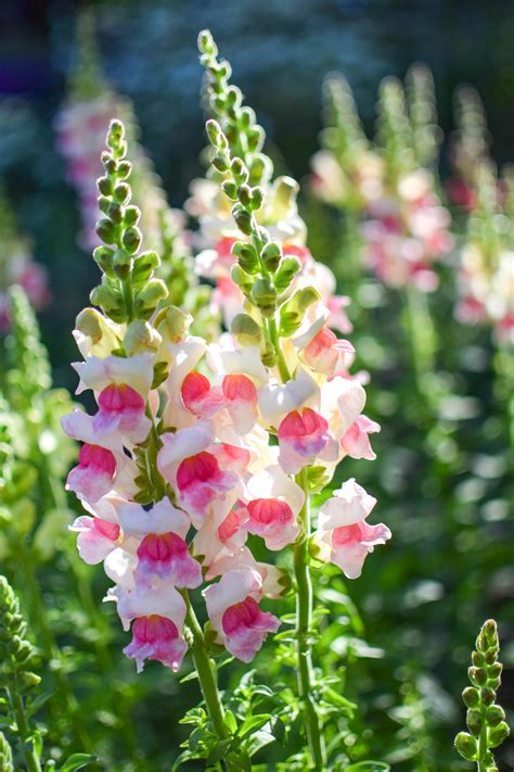 Antirrhinum majus Snapdragon Antirrhinum majus Snapdragon Appleblossom