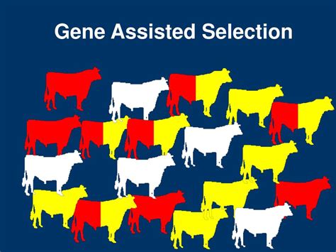 Ppt Genetic Selection Tools In The Genomics Era Powerpoint