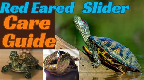 Red Eared Slider Care Guide The Best Pet Turtle Youtube