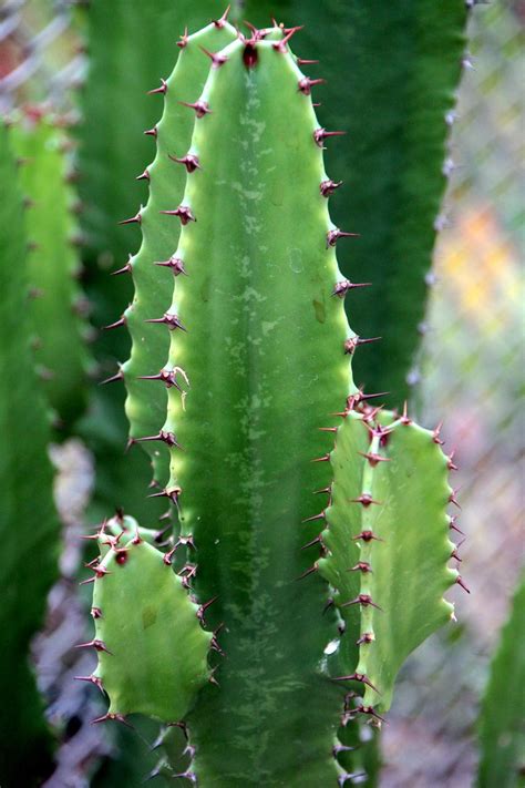 Cactaceae Cactus Container Free Photo On Pixabay