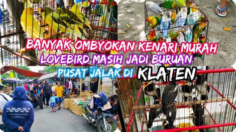 BANYAK OMBYOKAN KENARI MEWAH LOVEBIRD MELIMPAH CEK HARGA BURUNG