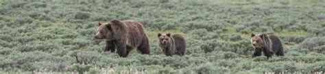 Save The Yellowstone Grizzly Patagonia Action Works