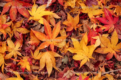 地面に落ちたカラフルに紅葉したモミジの葉のクローズアップの写真素材 [182574156] イメージマート